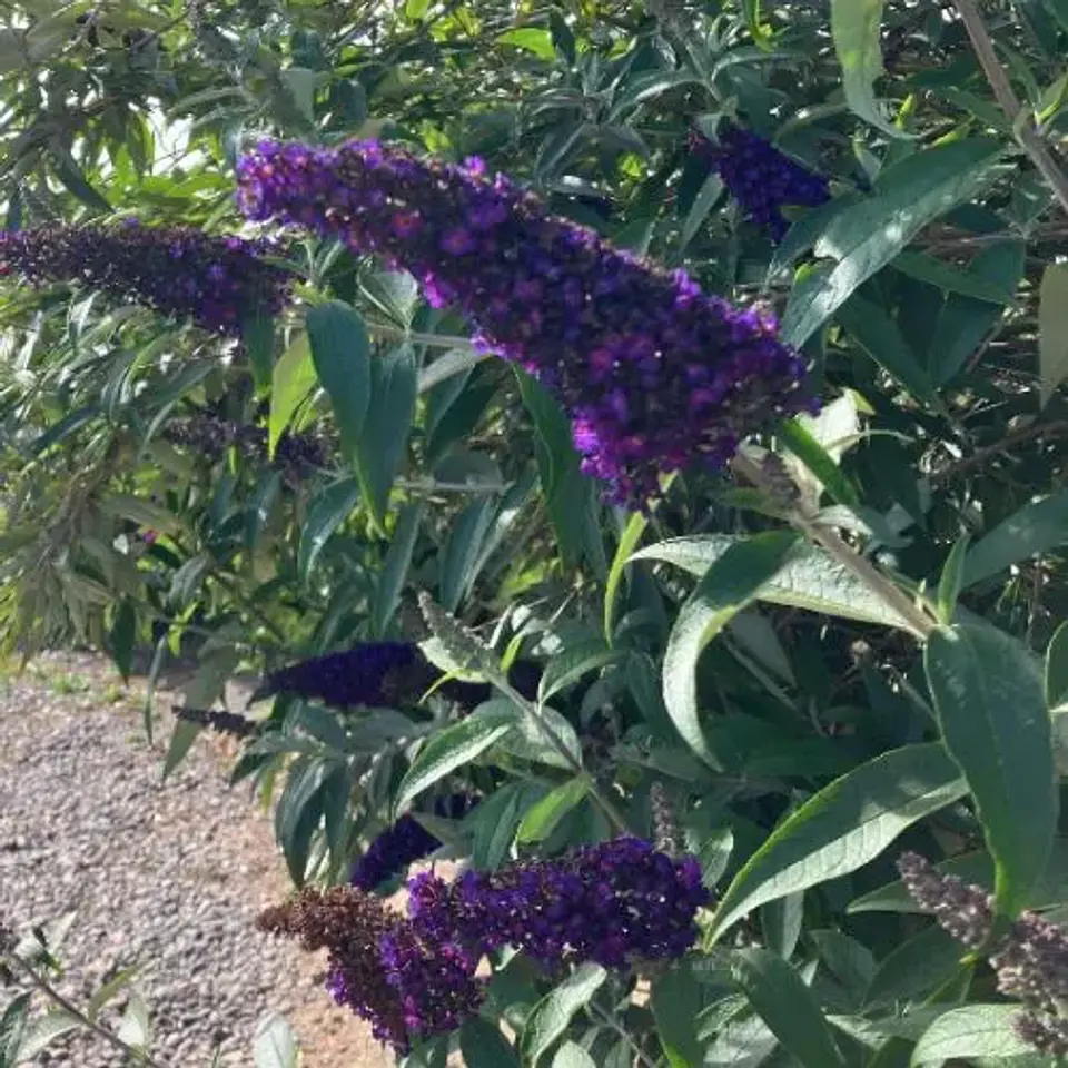 Buddleja Davidii 1