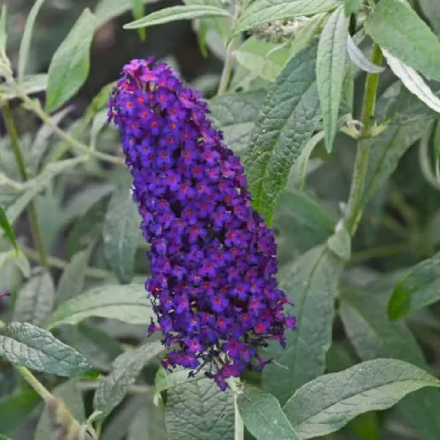 Buddleja Davidii 2