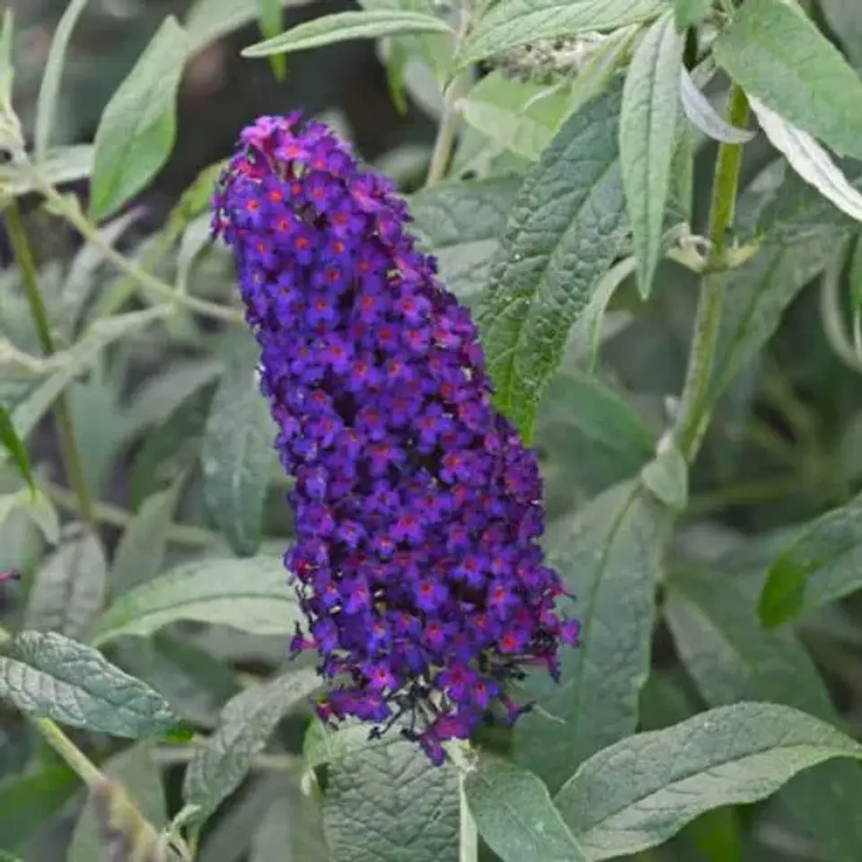 Buddleja Davidii 2