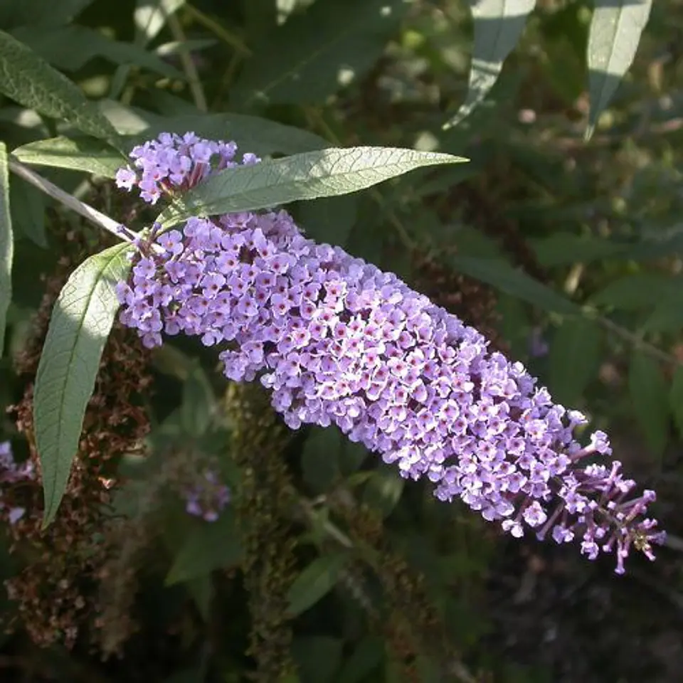 Buddleja Davidii 3