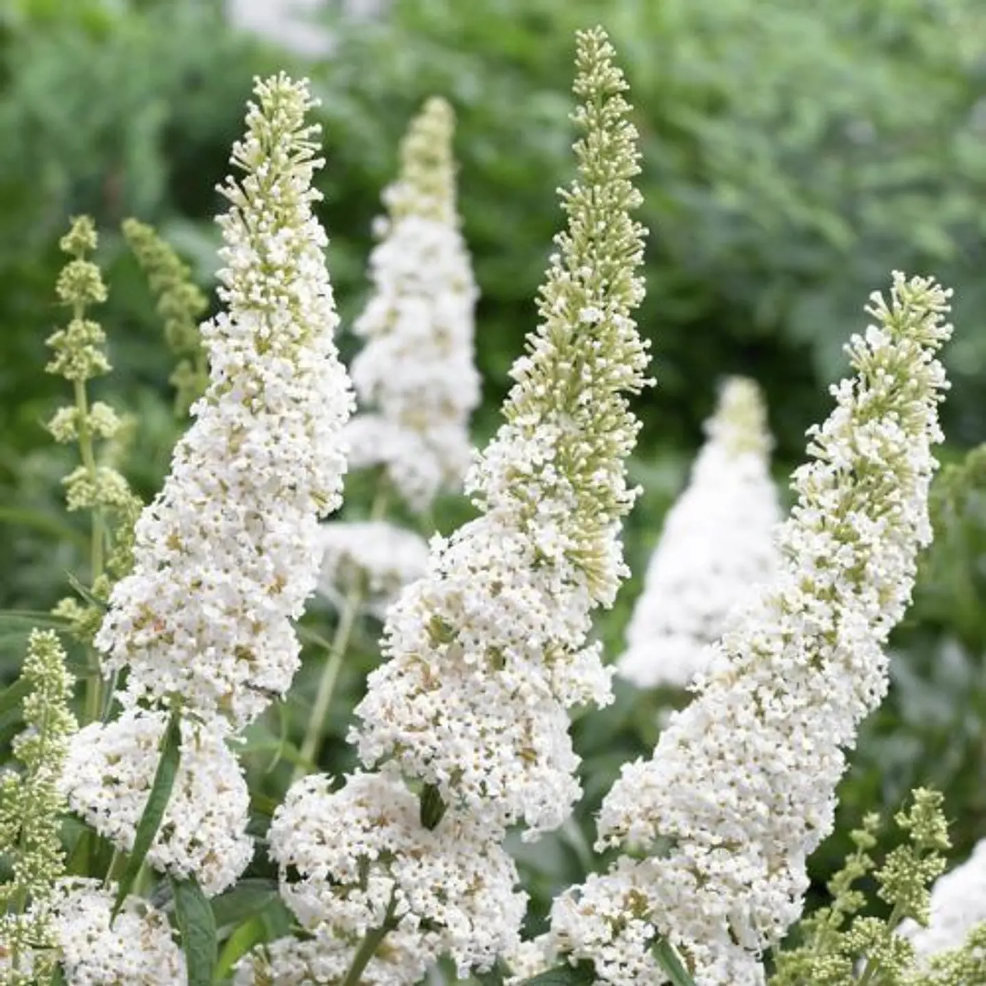 Buddleja Davidii 4