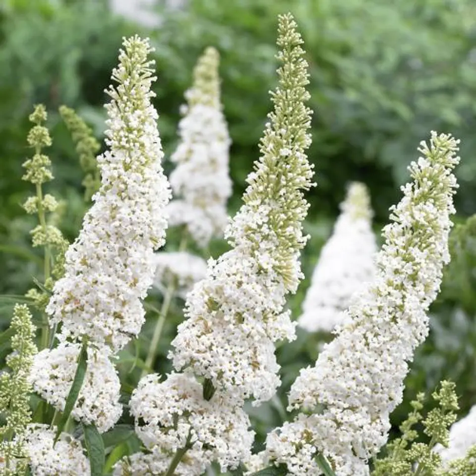 Buddleja Davidii 4