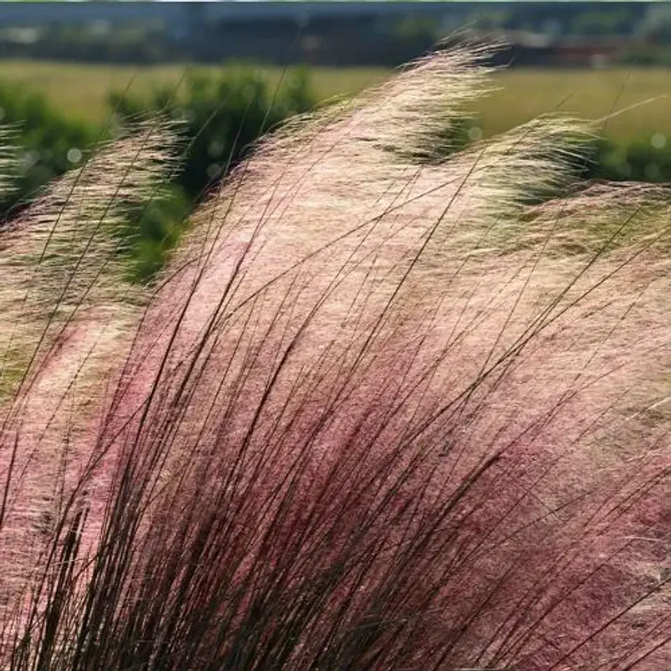 Muhlenbergia capillaris 1