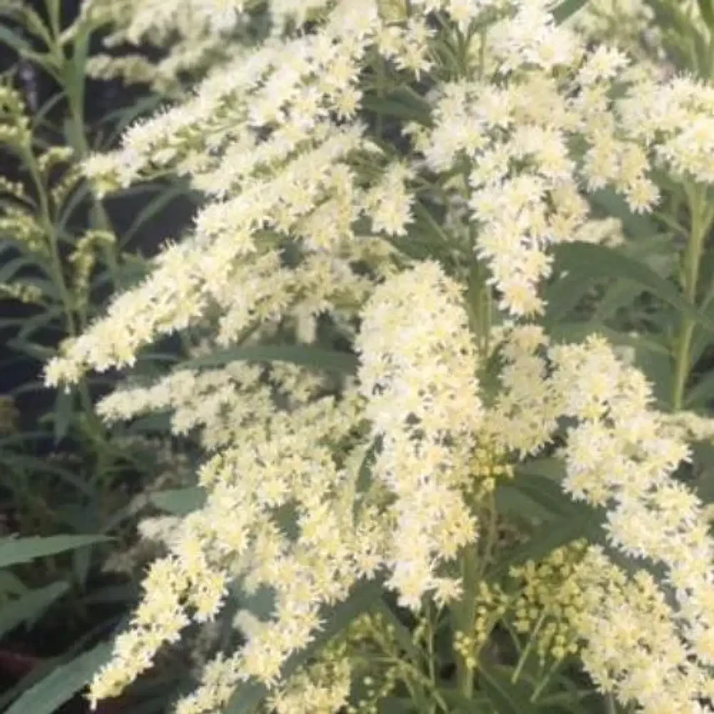 Solidago 1