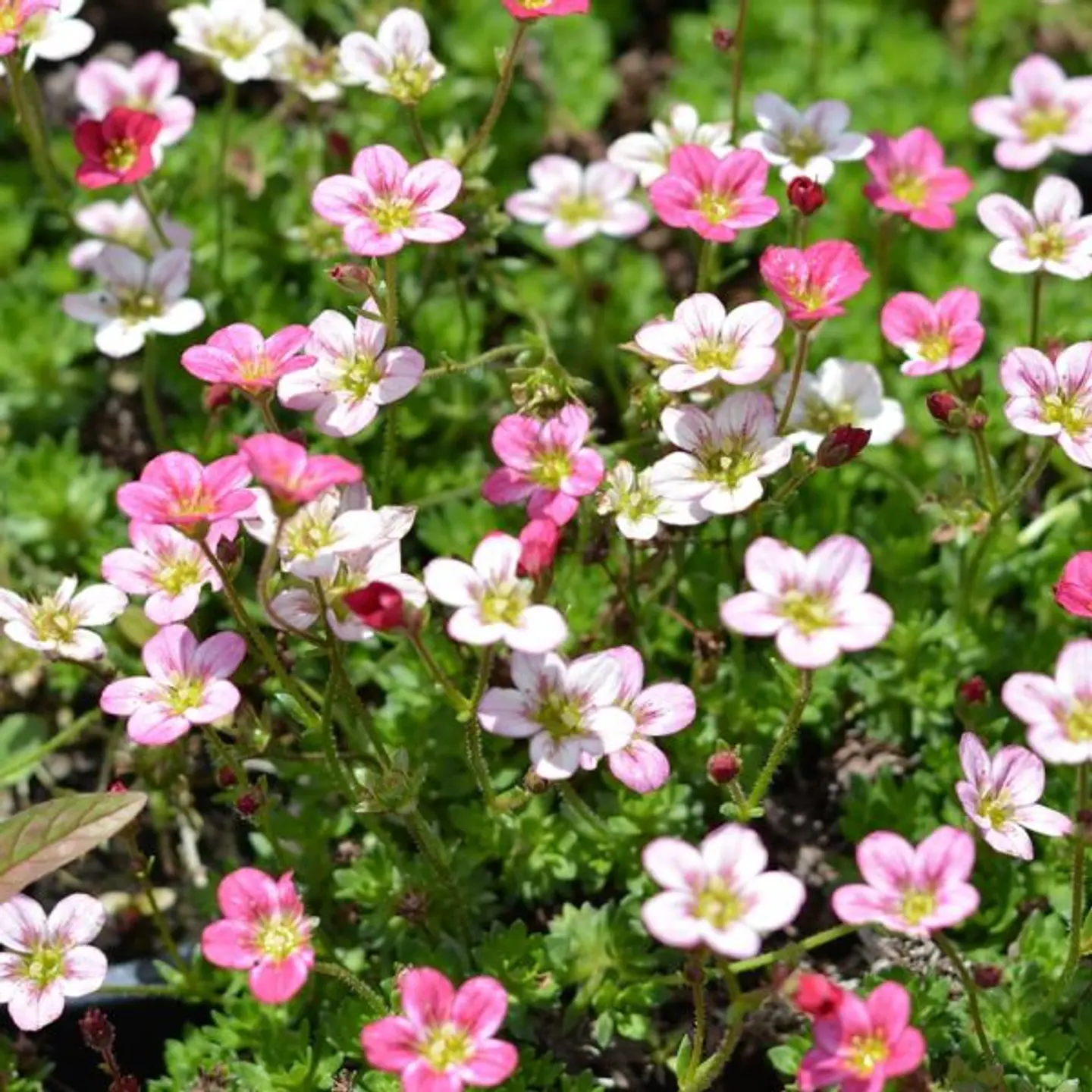 Mix Saxifragas  (3 Unidades) 2