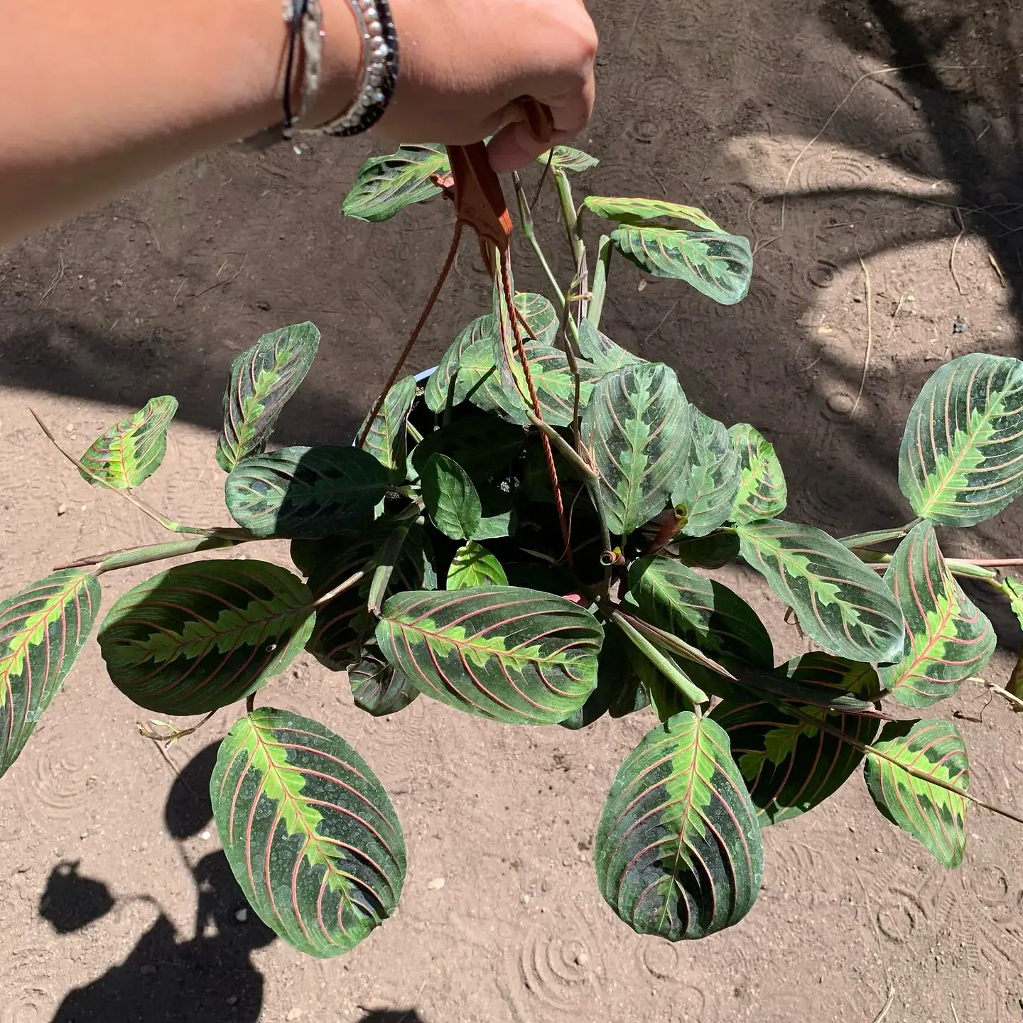 Maranta leuconeura 4