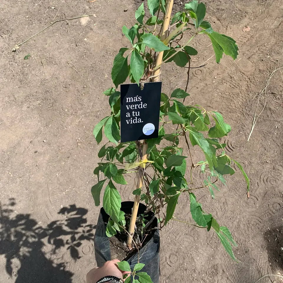 Ampelopsis 5