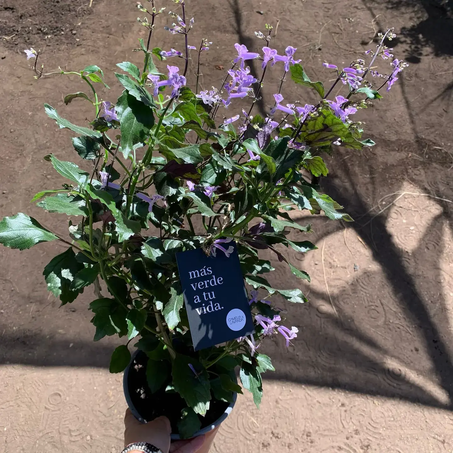 Mona lavanda 3