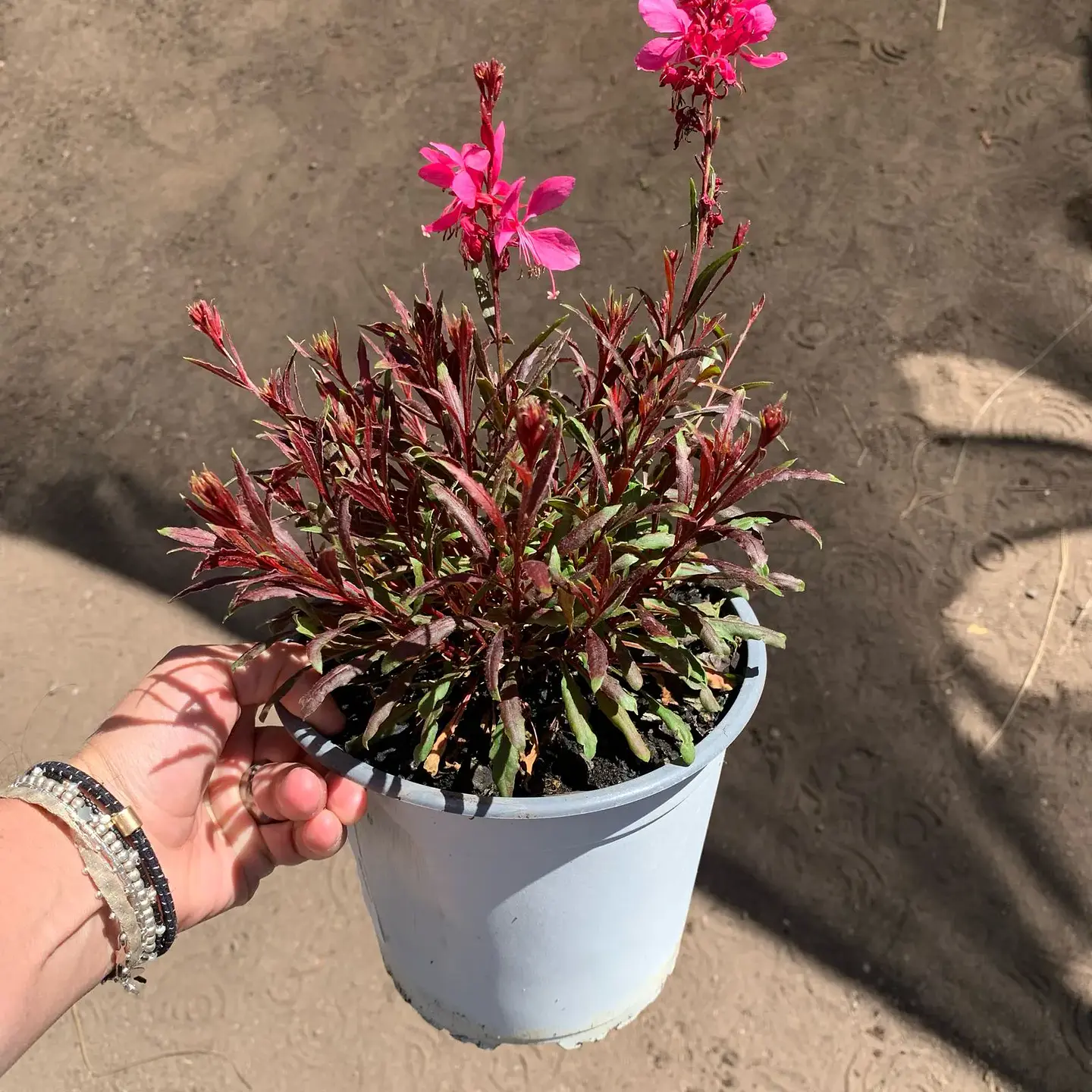 Gaura Rosada 4