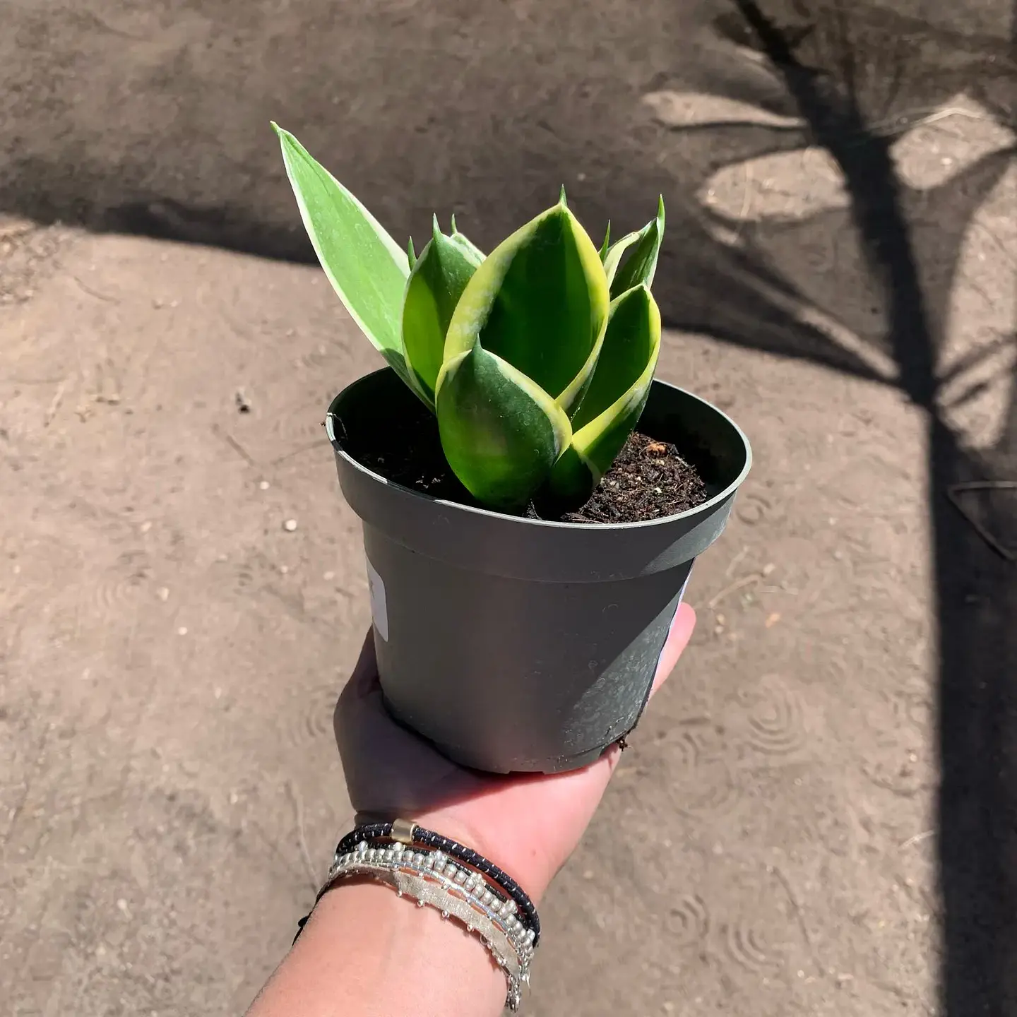 Sansevieria enana borde amarilla 2