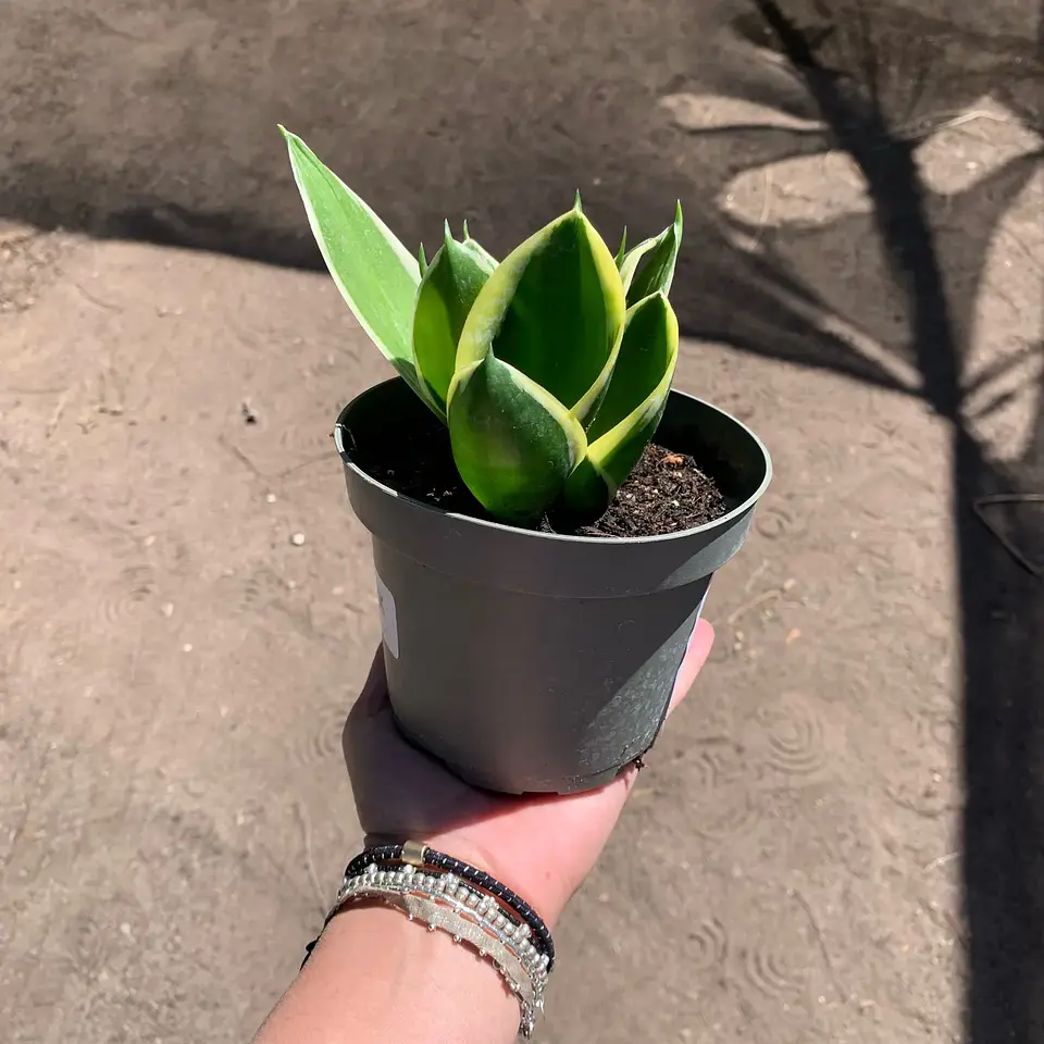 Sansevieria enana borde amarilla 2