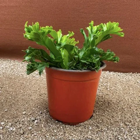 Asplenium Napina Crissie