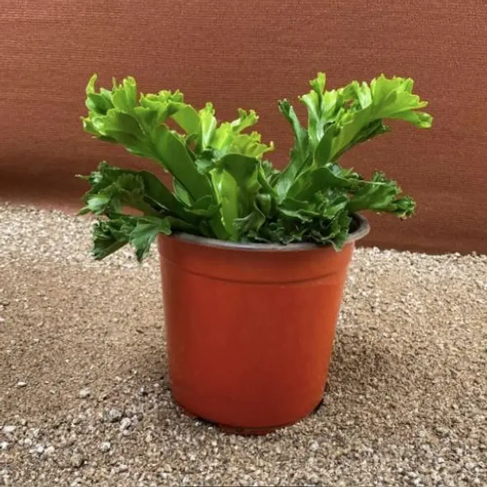 Asplenium Napina Crissie 2