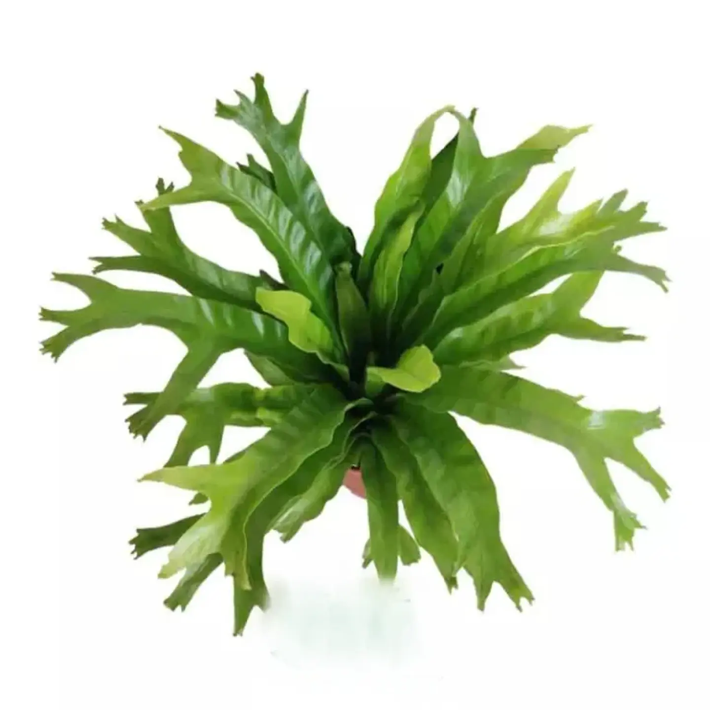 Asplenium Napina Crissie 1
