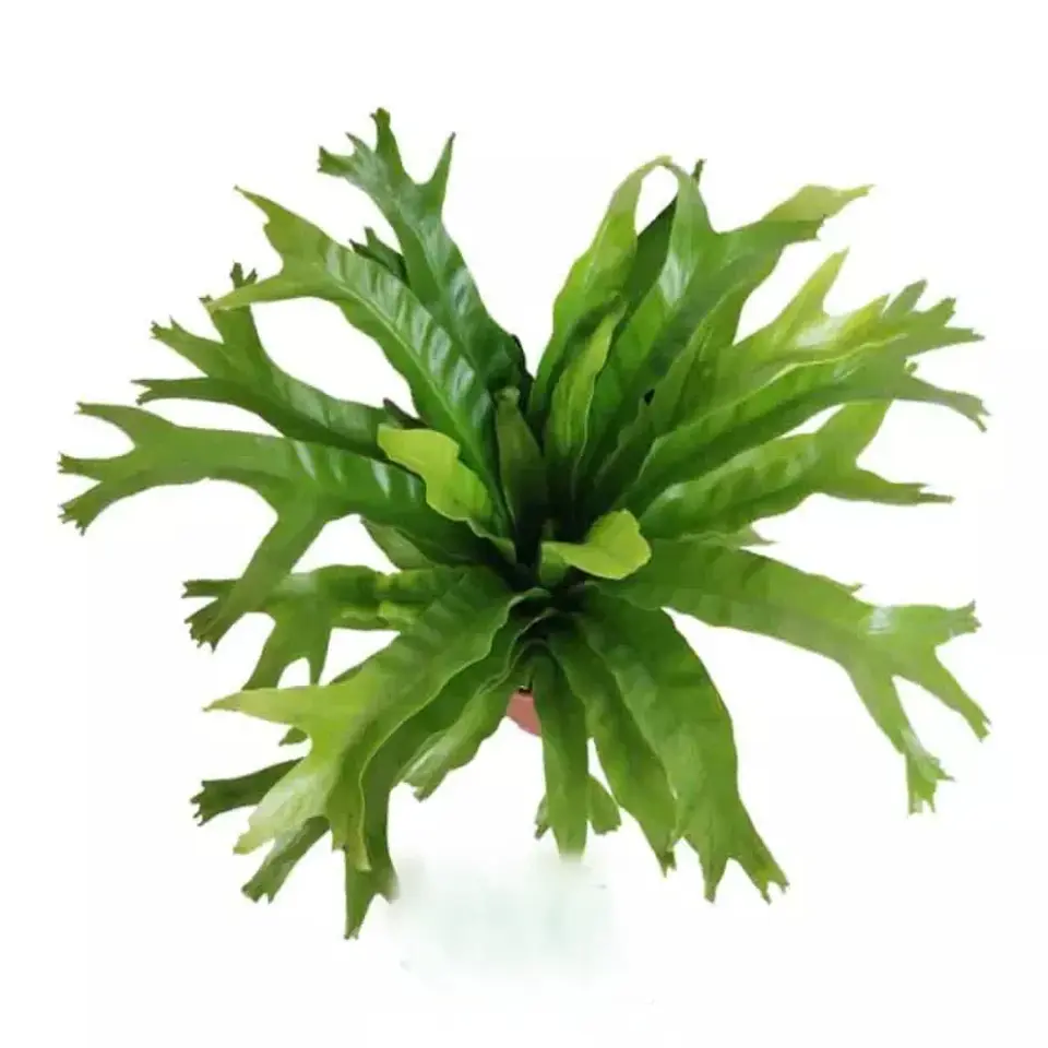 Asplenium Napina Crissie 1