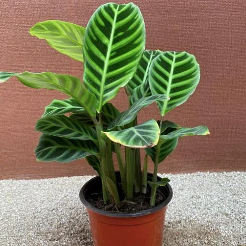 Calathea Zebrina