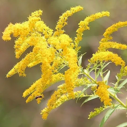 Solidago