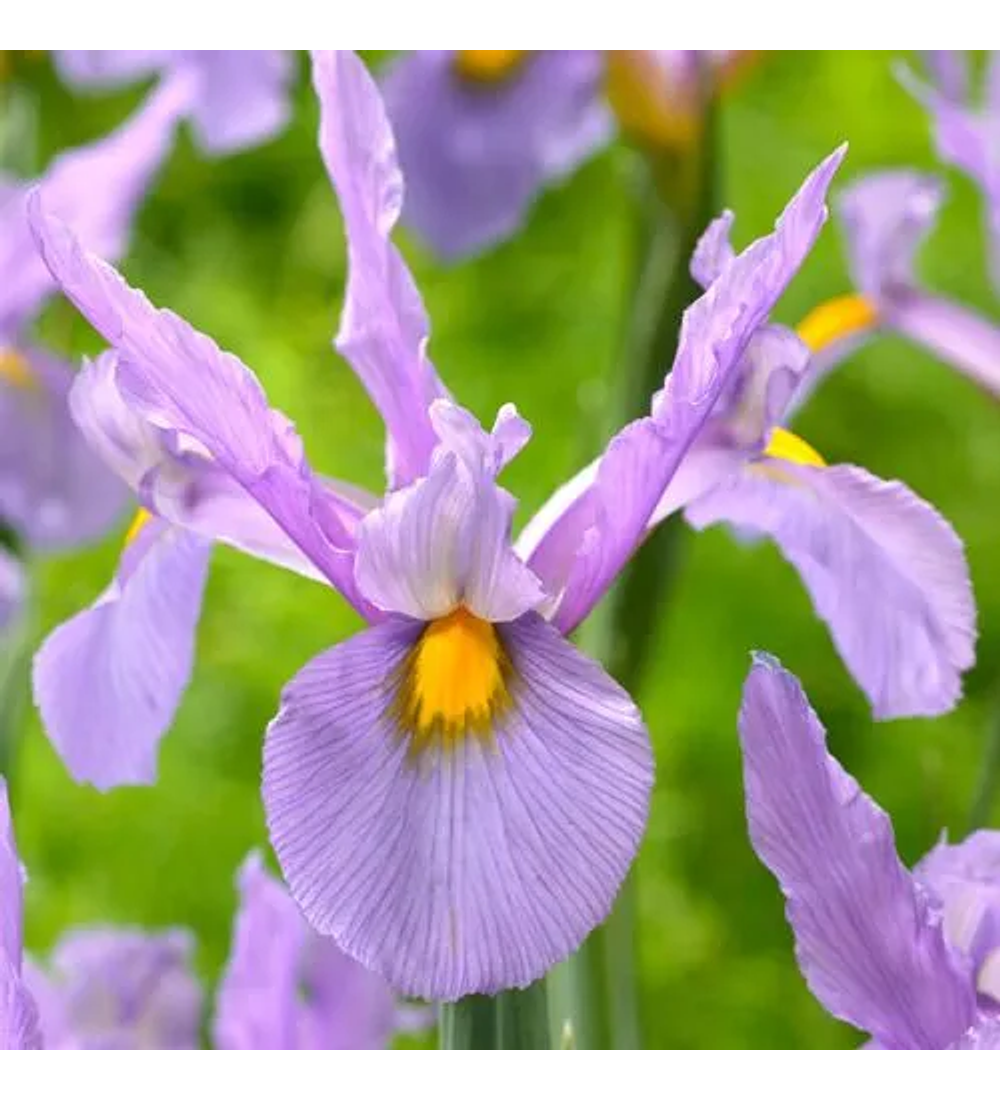 Iris hollandrica