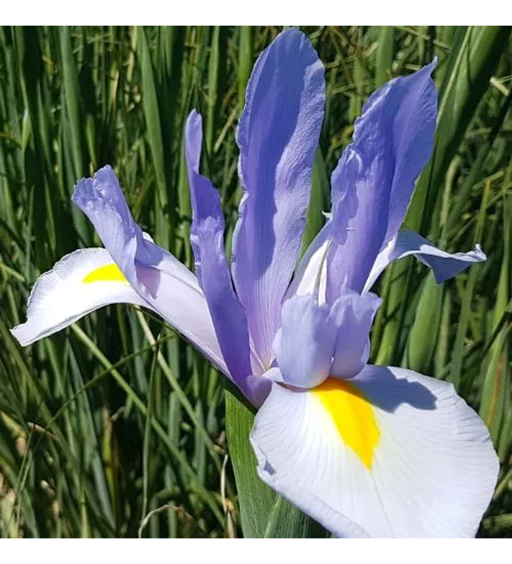 Iris hollandrica
