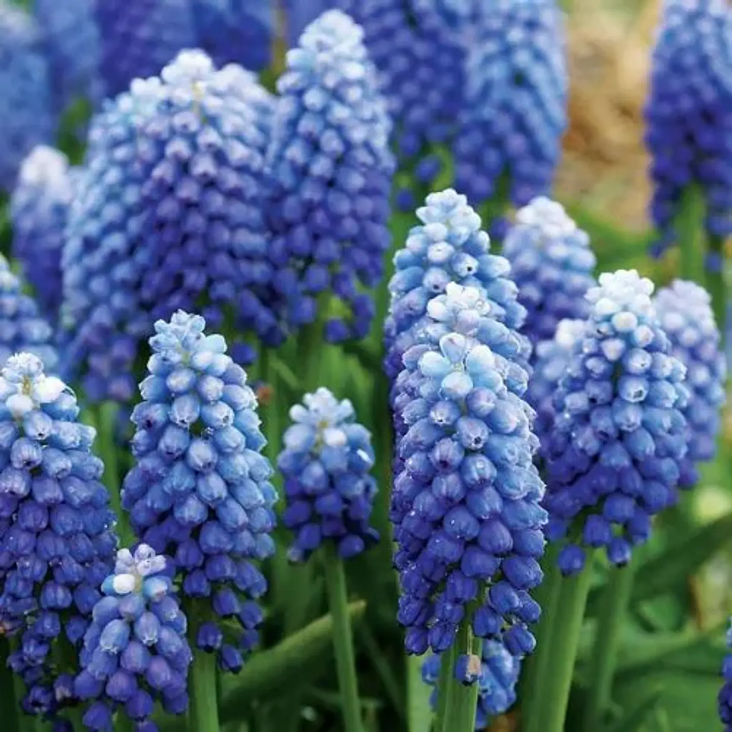 Muscari Ocean Magic 1