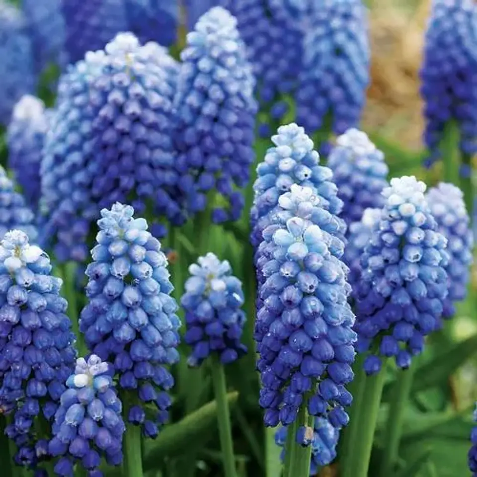 Muscari Ocean Magic 1