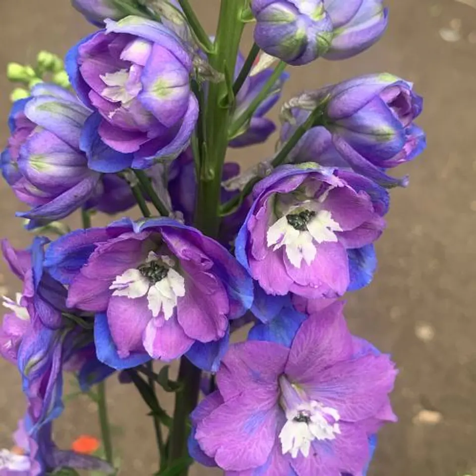 Delphinium 3