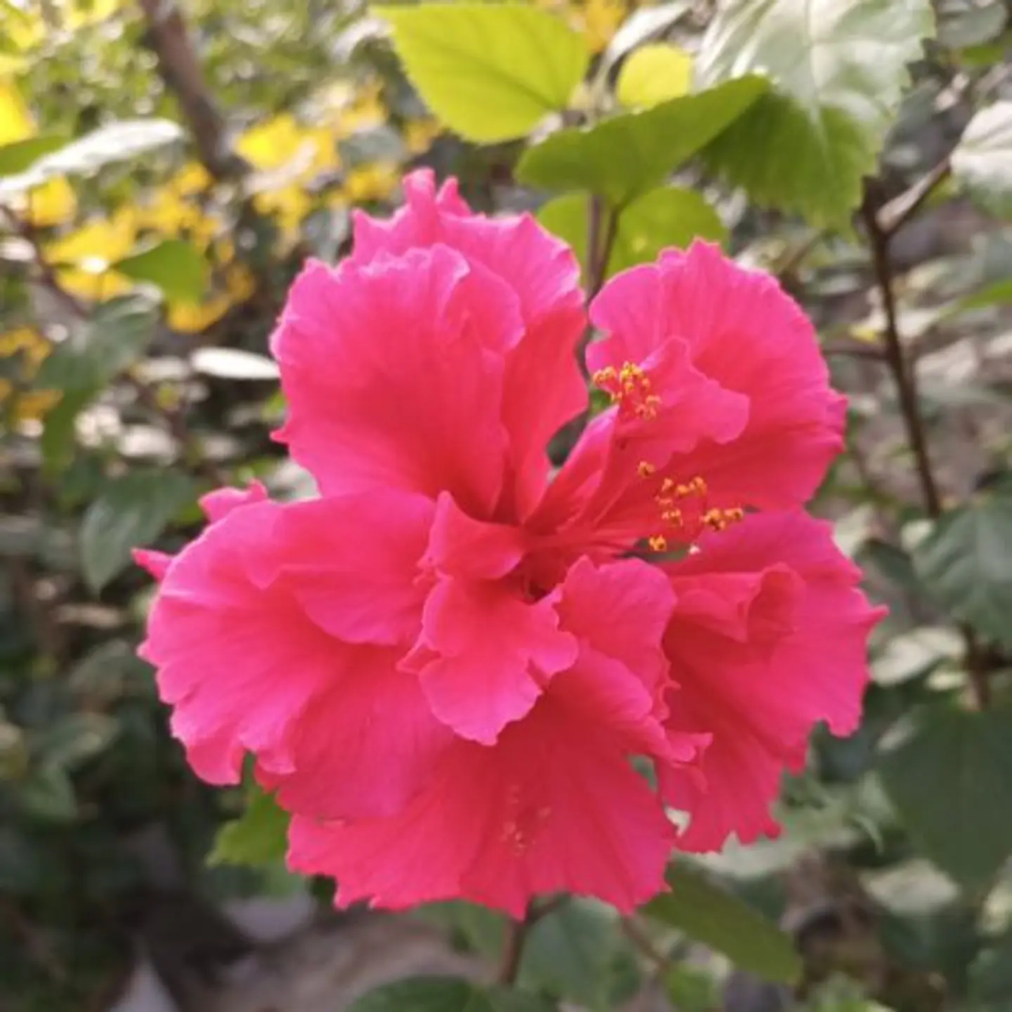 Hibiscus doble 5