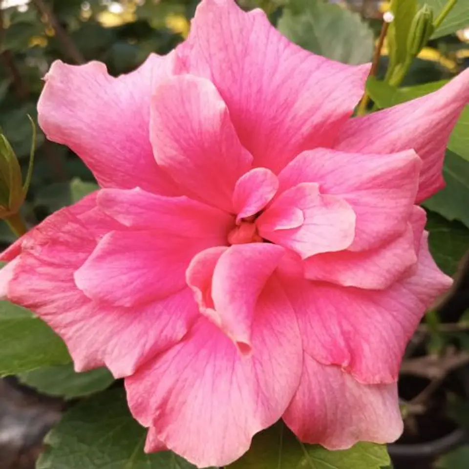 Hibiscus doble 6