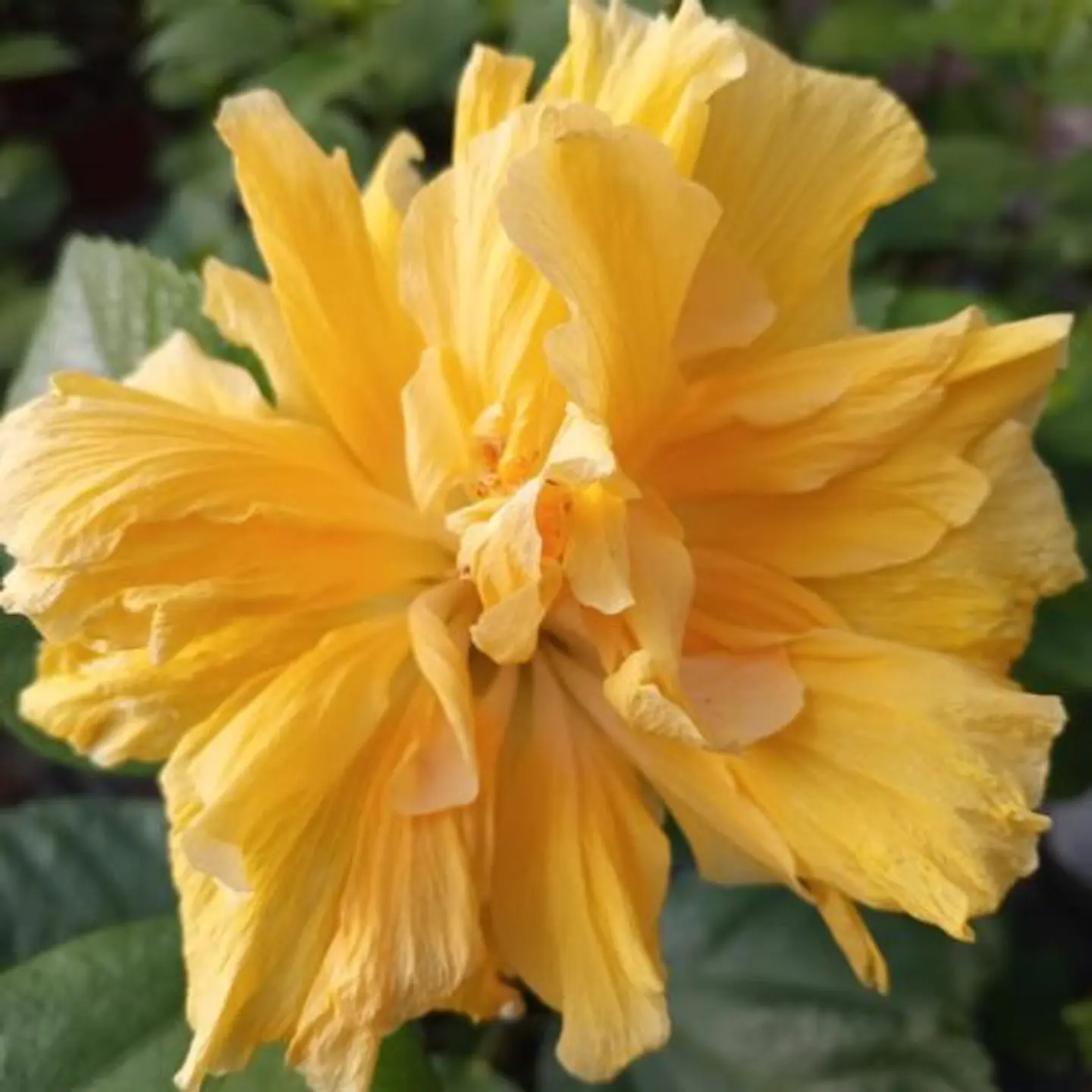 Hibiscus doble 7