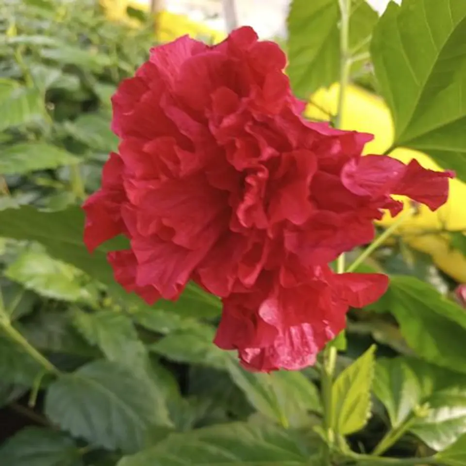 Hibiscus doble 8