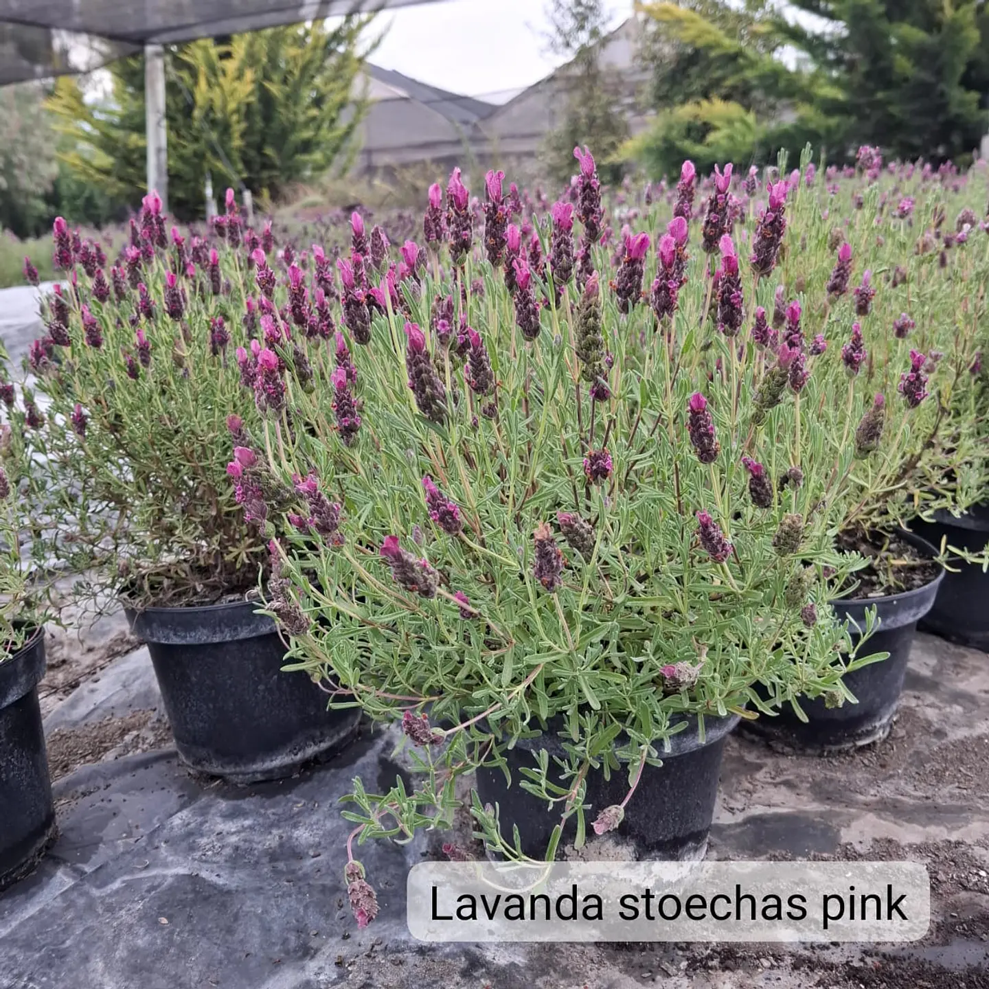 Lavanda Stoechas 5