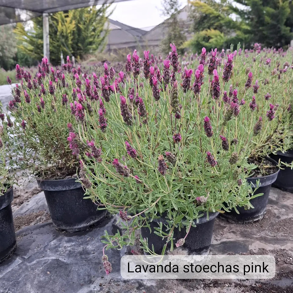 Lavanda Stoechas 5