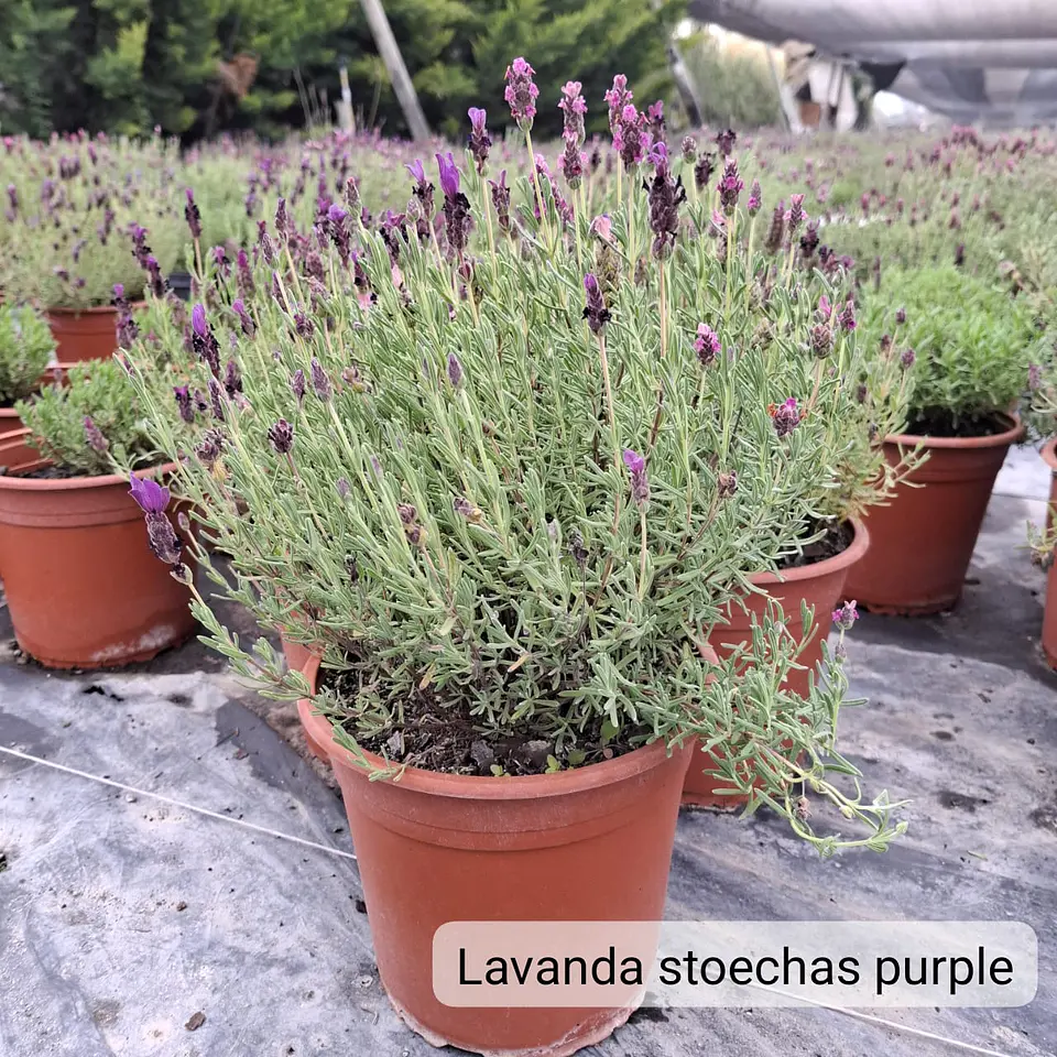 Lavanda Stoechas 6
