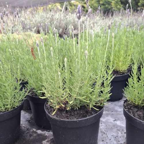 Lavanda Francesa 3