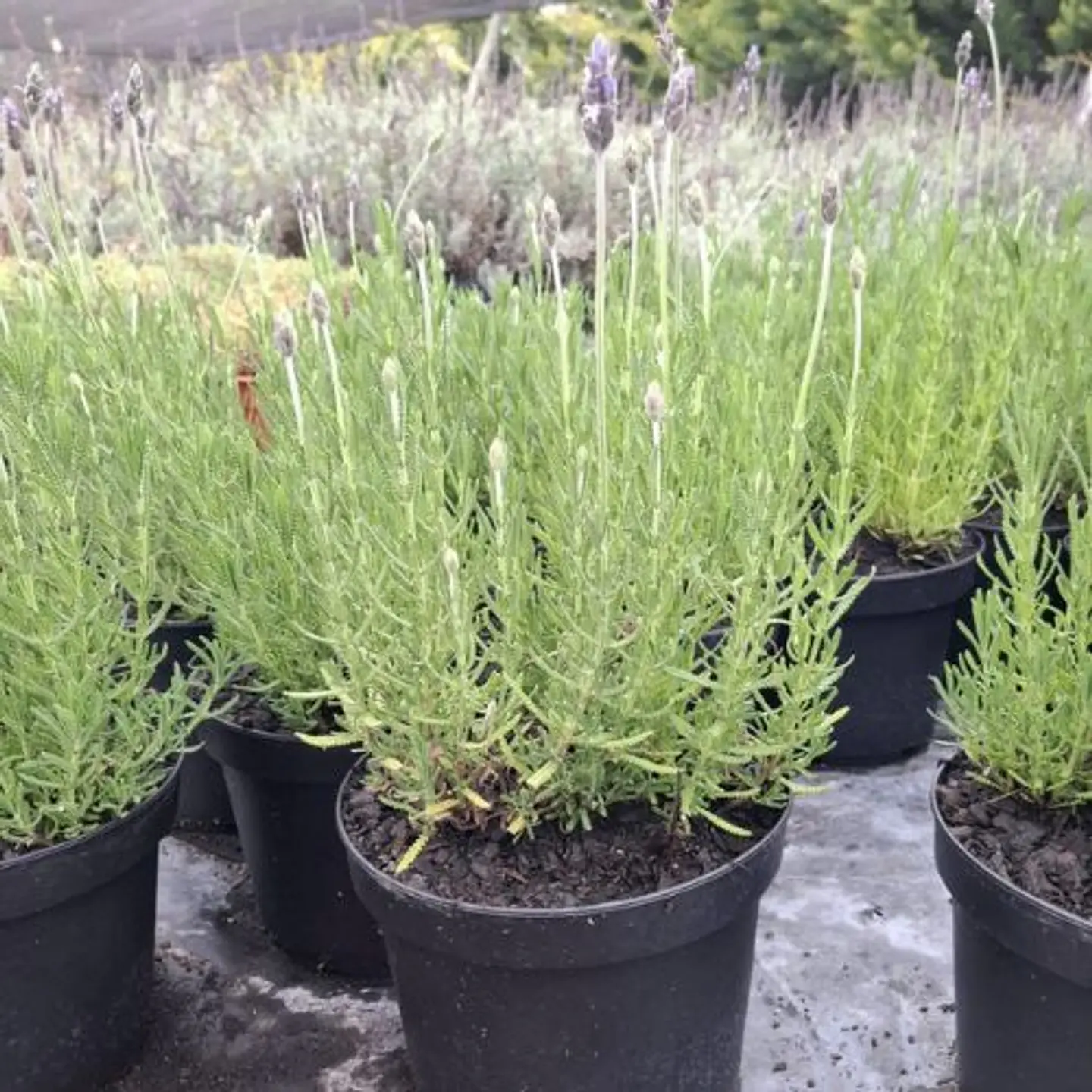 Lavanda Francesa 3