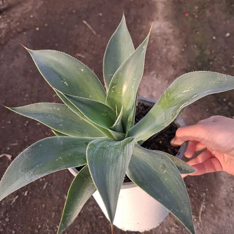 Agave Blue Flame