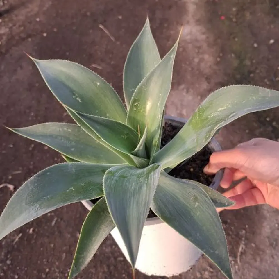 Agave Blue Flame 1