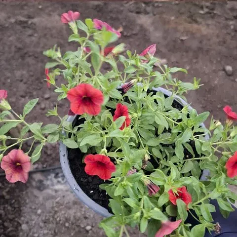 Calibrachoa
