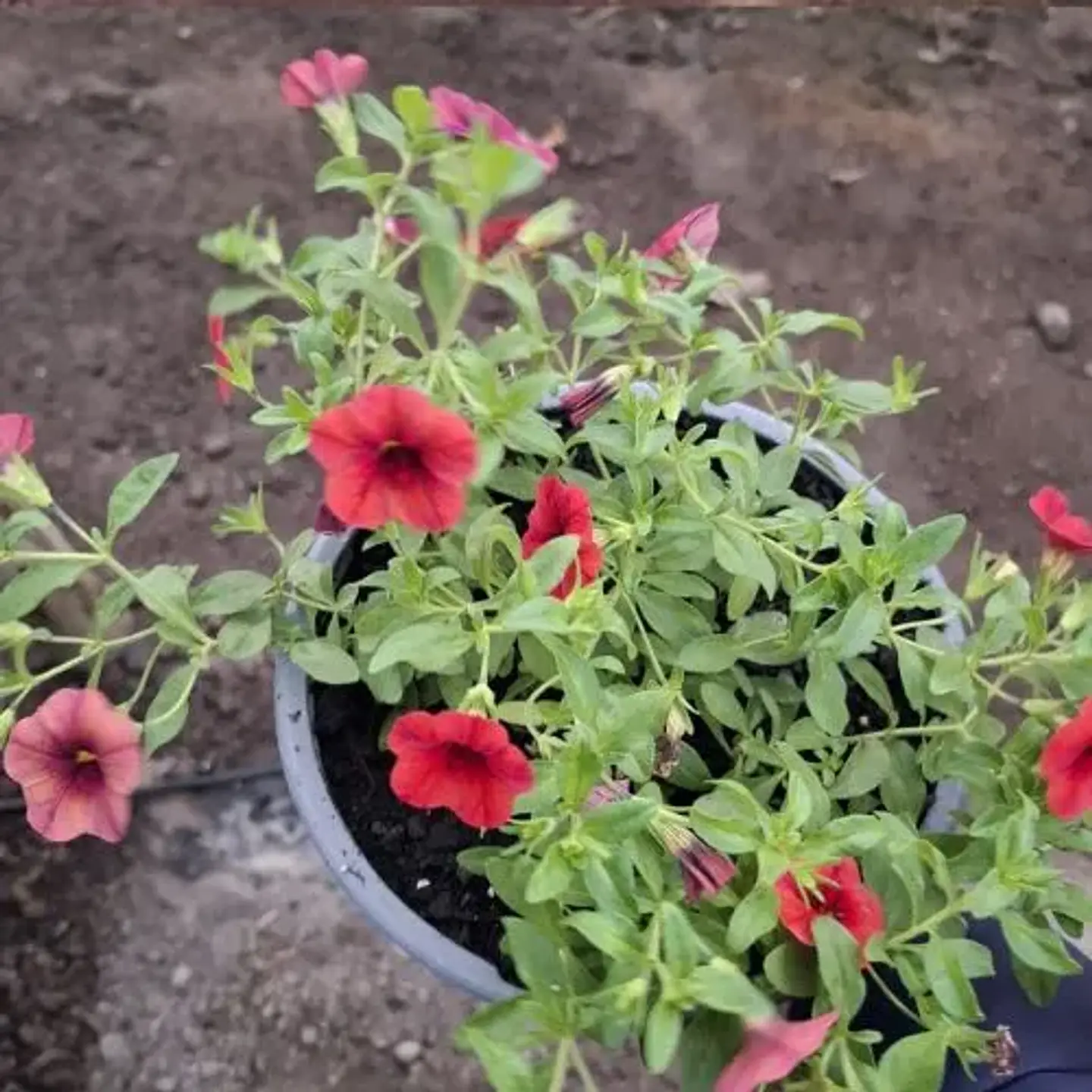 Calibrachoa 1