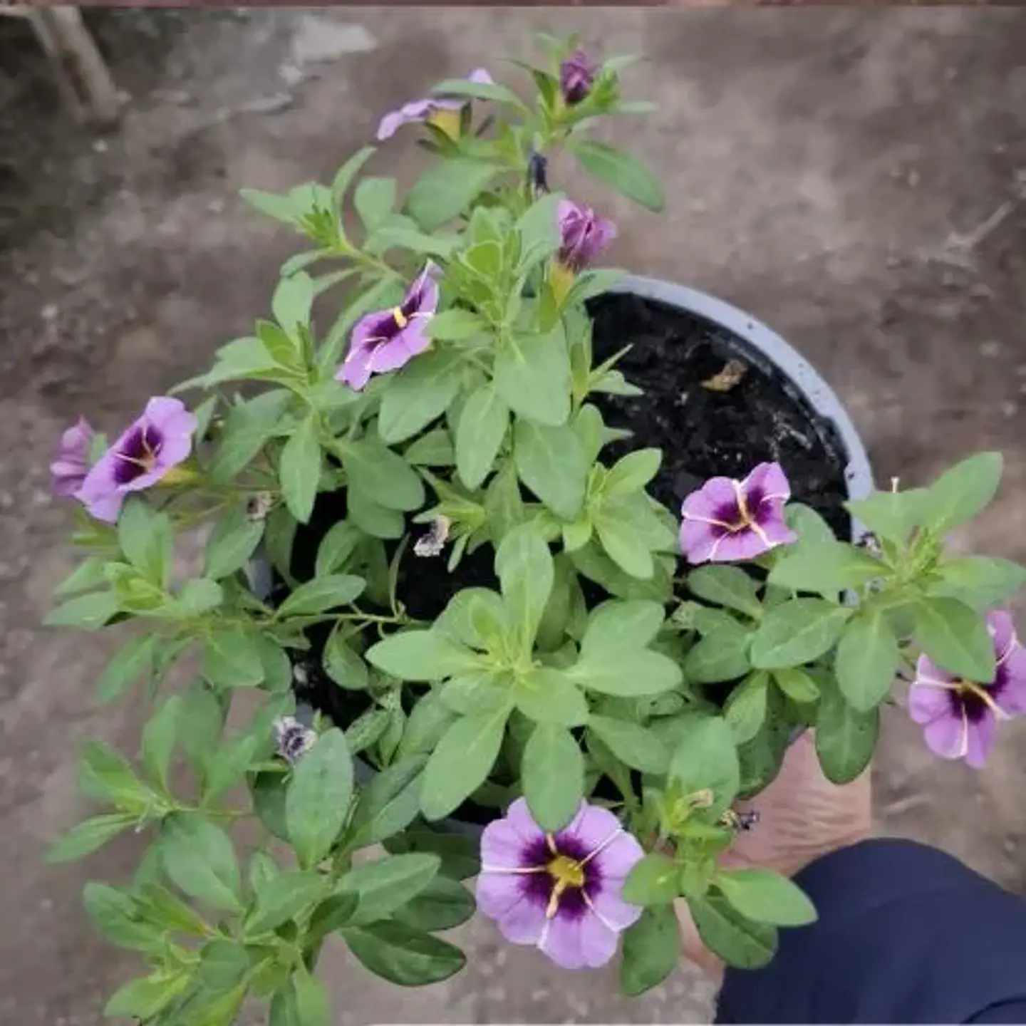 Calibrachoa 3