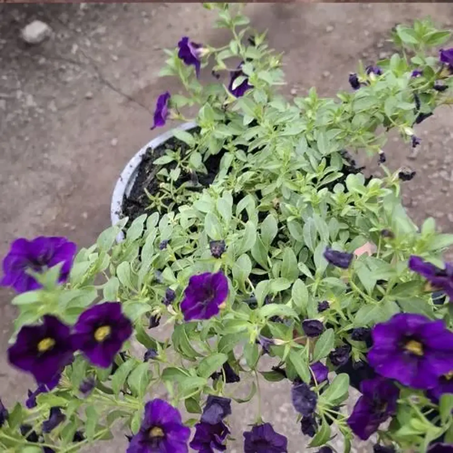Calibrachoa 2