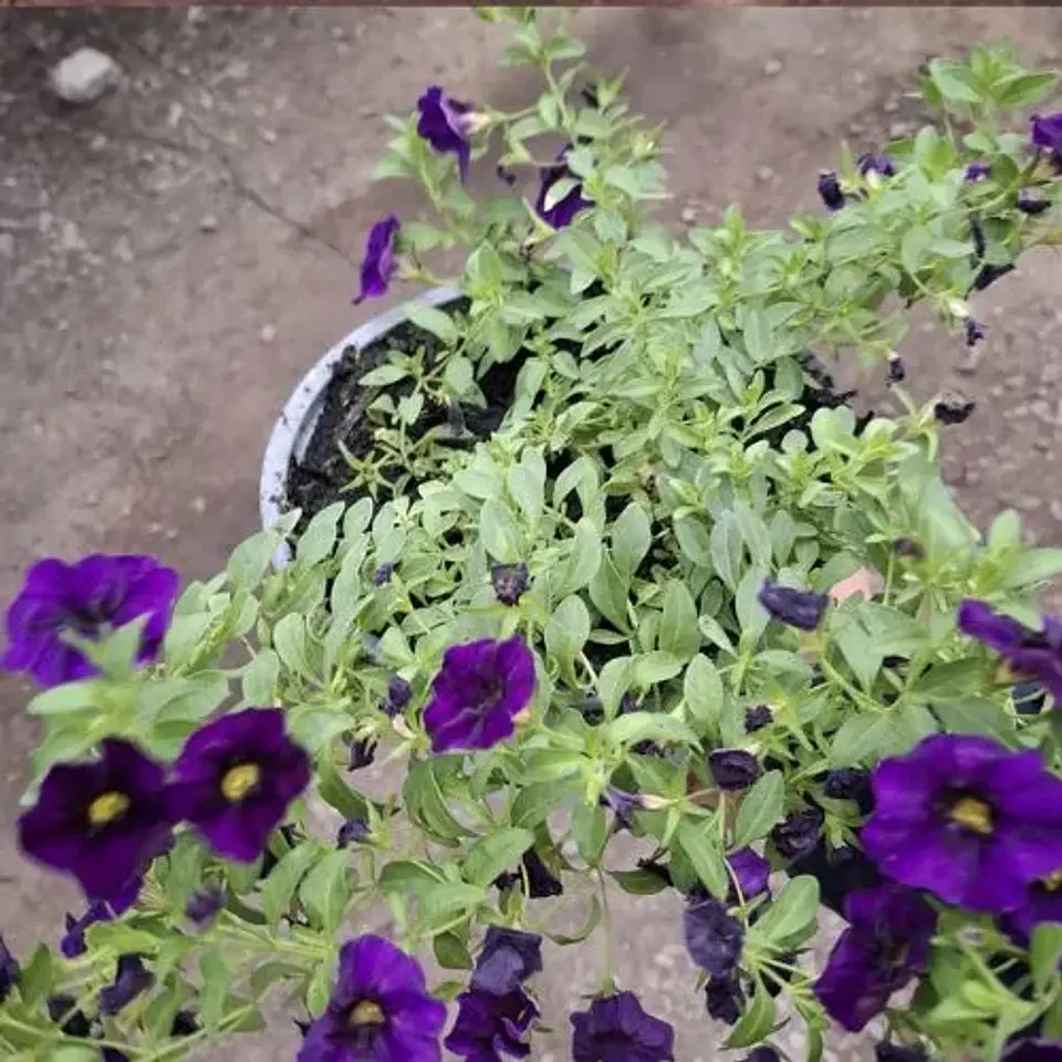Calibrachoa 2