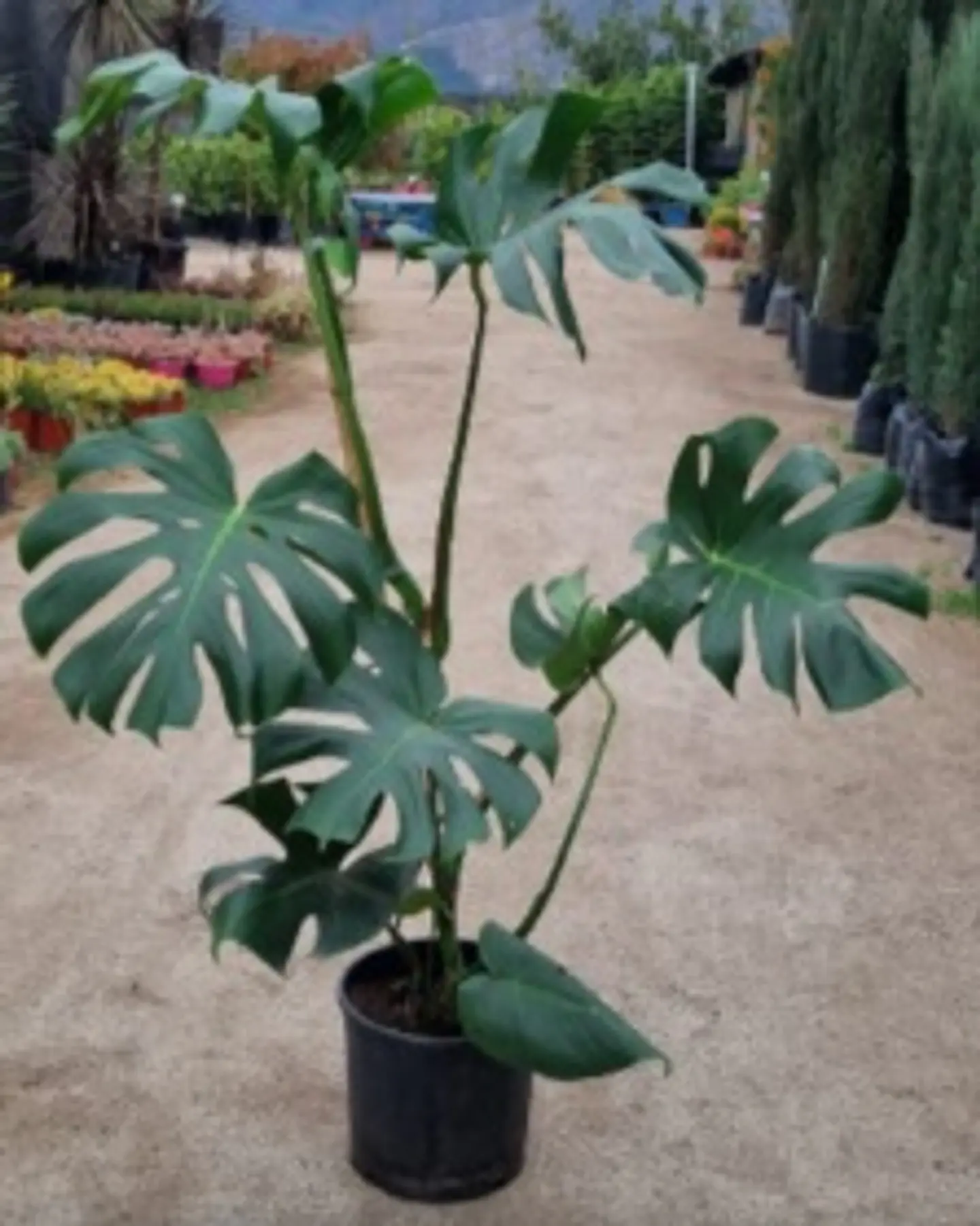 Monstera deliciosa 3