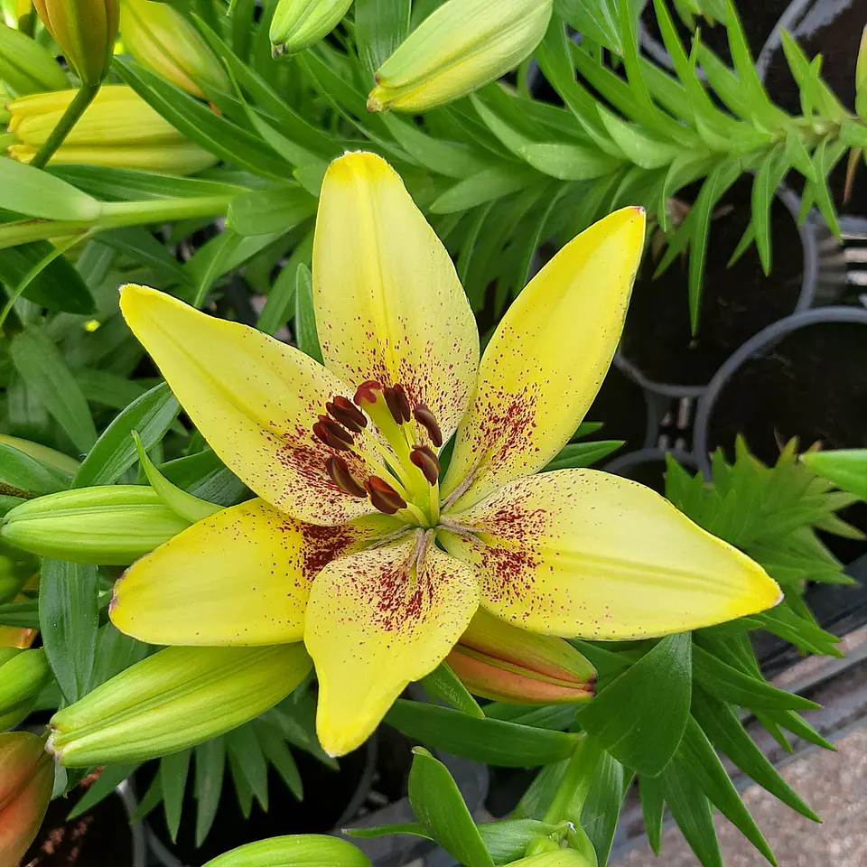 Lilium 6