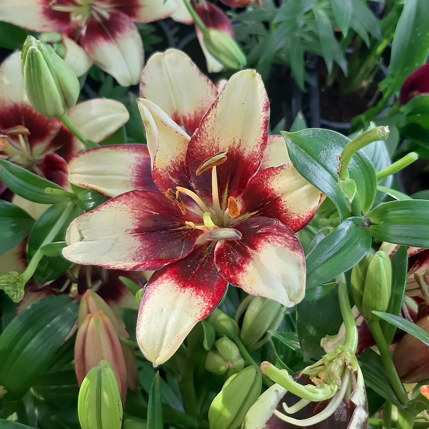 Lilium 9