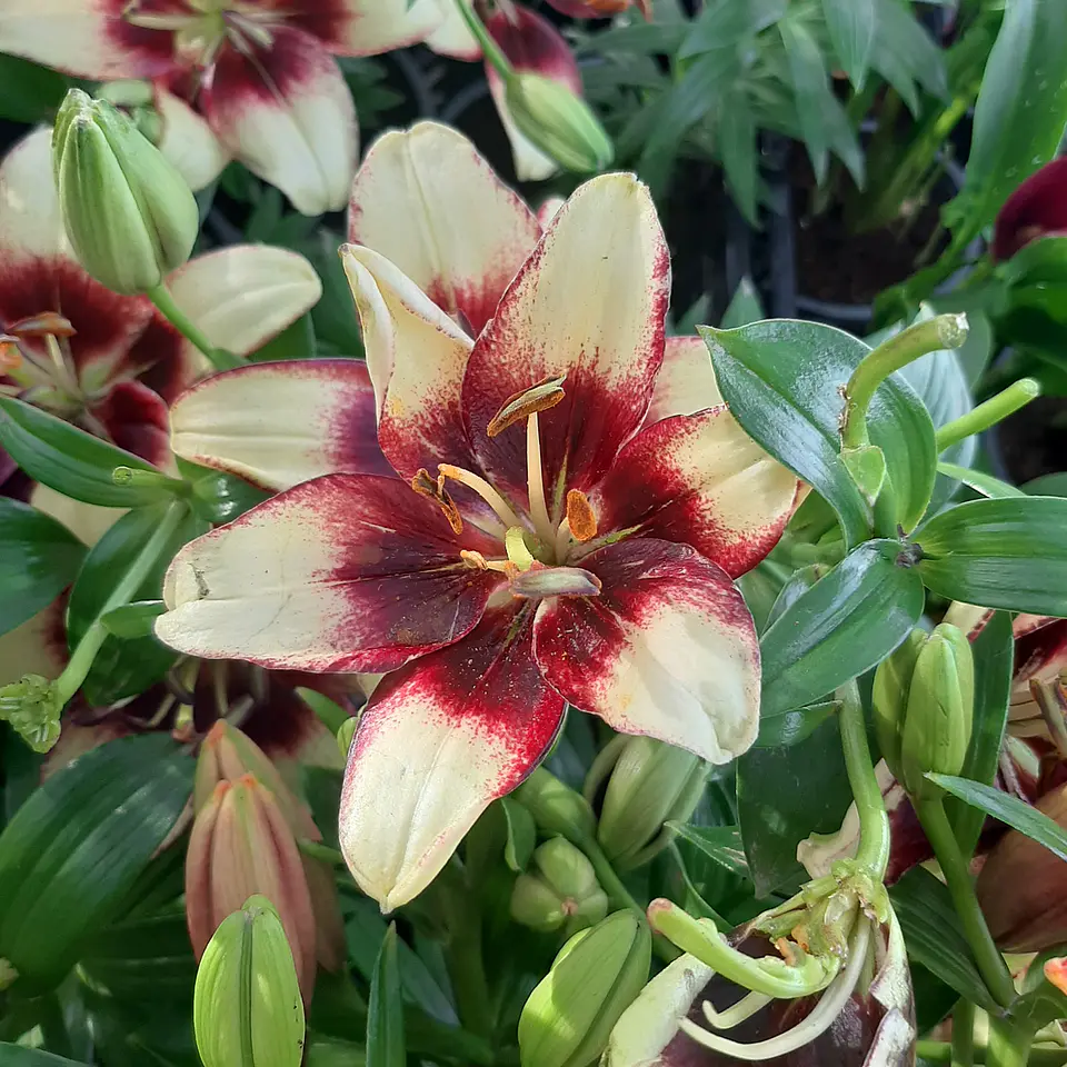 Lilium 9
