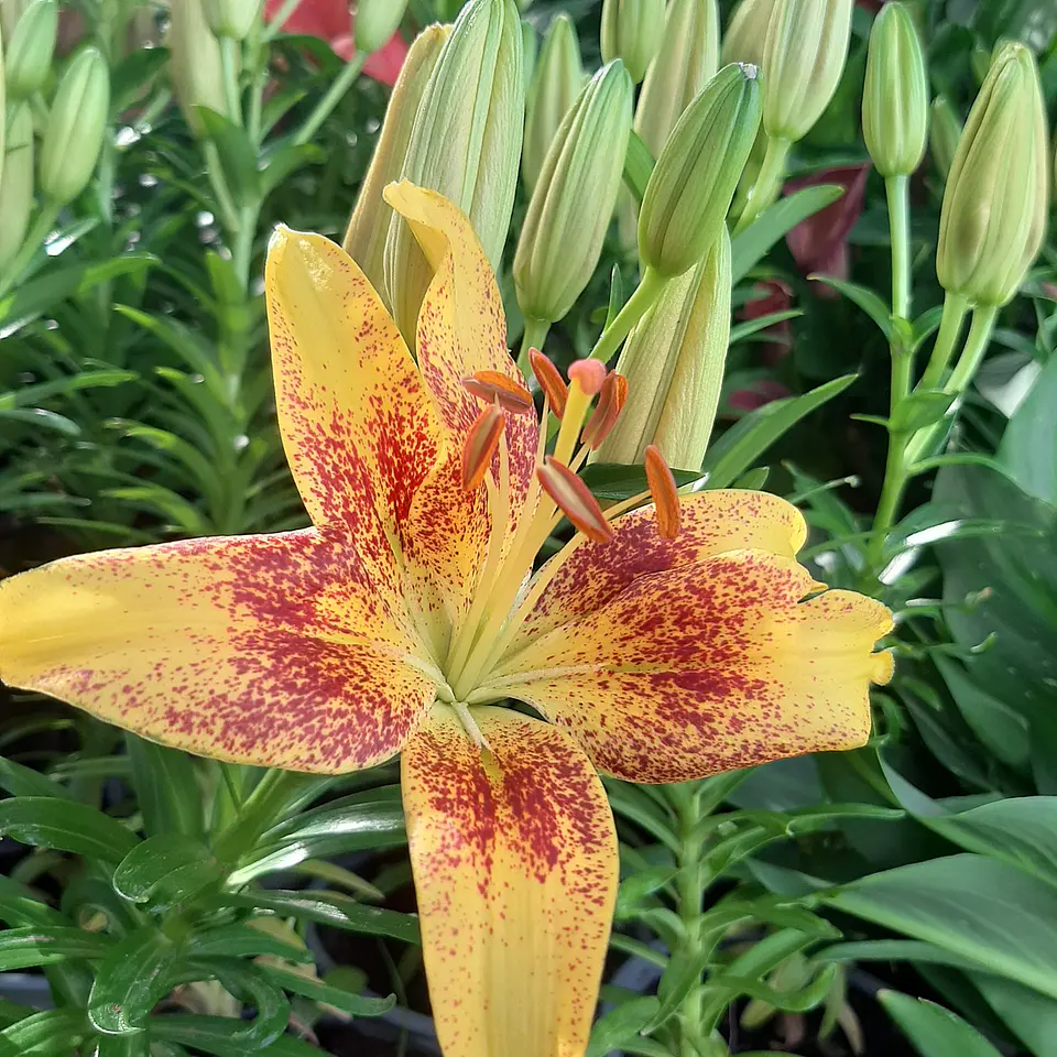 Lilium 7