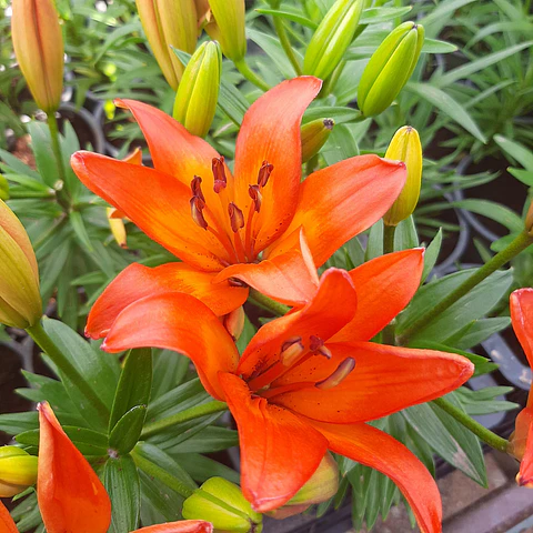 Lilium