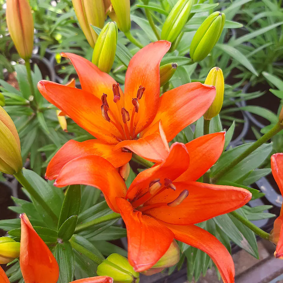 Lilium 2