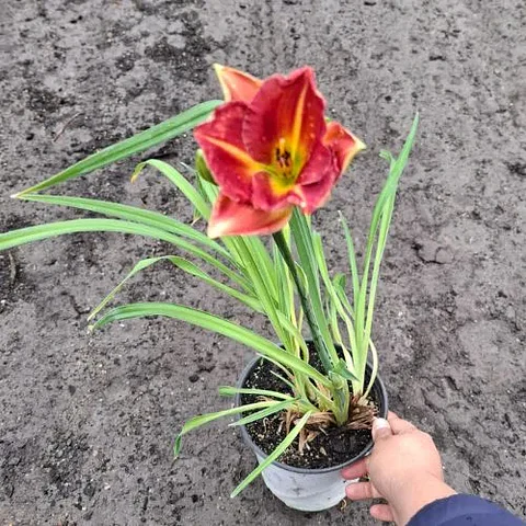 Hemerocallis Red Hot Returns